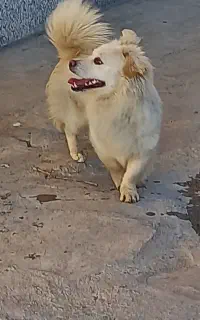 واگذاری سگ پاکوتاه