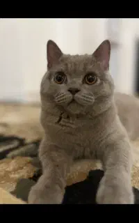 گربه بریتیش لیلاک نر