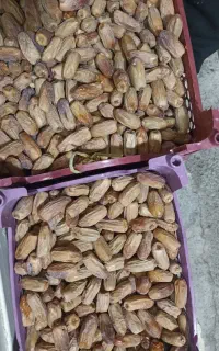 فروش فوق‌العاده انواع خرما و رطب