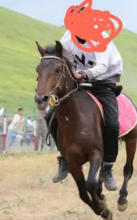 اسب نریاد نژاد کرد