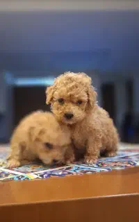 توی و مینی توی پودل