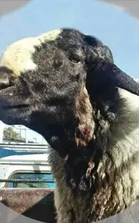 پشم چینی گوسفند
