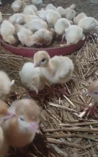 جوجه بوقلمون بیوتی 6