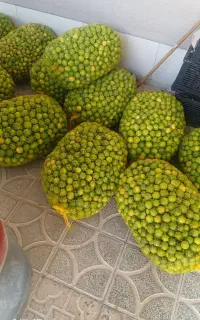 لیمو  قیمت خوب ایسونوم