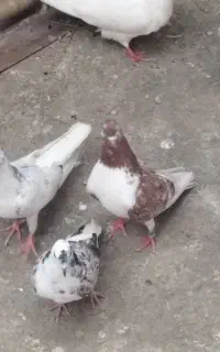 کبوتر