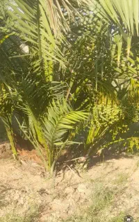 پاجوش برحی وسعمران موجود است