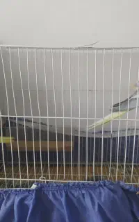 جفت عروس هلندی با جوجه