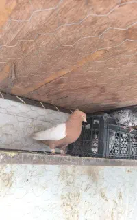 تعدادی کبوتر اکثراً سینه ای