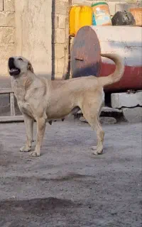 واگذاری ماده عراقی