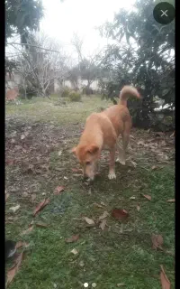 سگ کوردی عراقی