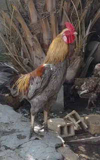 خروس