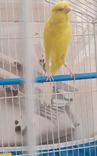 قناری ماده رسمی بلند