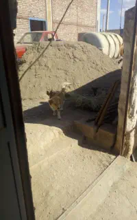 پیدا شده