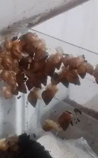 حلزون معاوضه