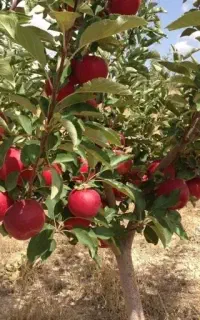 نهال میوه و کبوده صنوبر