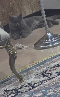 گربه