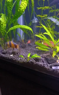 ماهی اکواریومی