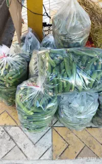 خیارقلمی خیارشوری