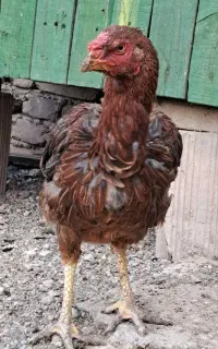مرغ لاری، آیسبار و مرندی
