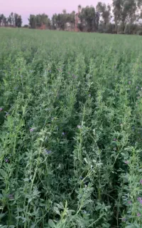 یونجه درجه۱