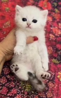 گربه های زیبا