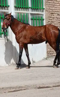 اسب نریون یورقه