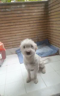 واگذاری سگ نژادشیتزو