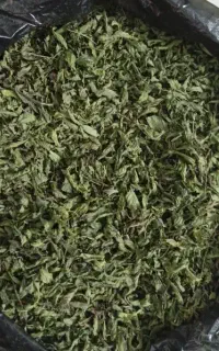 فروش نعنا