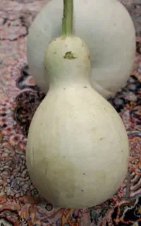 کدو گروک