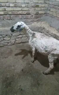 گوسفند