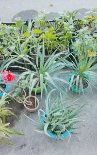 سبد گل