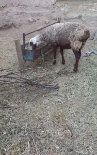 میش، ،چبش