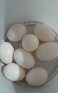 تخم کفتر