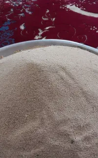 بذر سفید و تمیز گوجه ای
