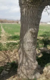 برش انواع چوب صنوبر کبود ونو تیرخشک وچوب باغی