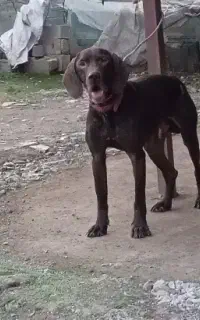 سگ شکاری