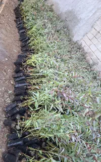 نهال اکالیپتوس