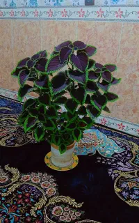 فروش شش عدد گل