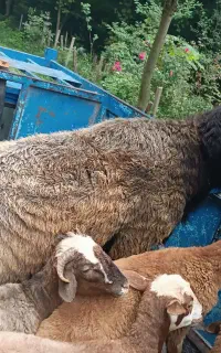 نر تخمی جوان یک و یک،معاوضه با بره