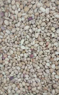 لوبیا چیتی