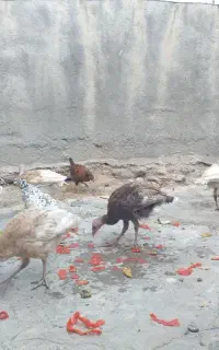 جوجه بوقلمو محلی