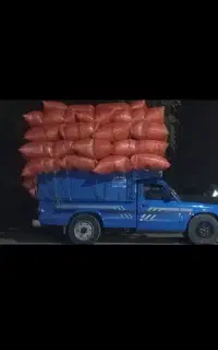 کاه گندم