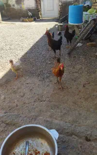 جوجه مرغ تاقچه