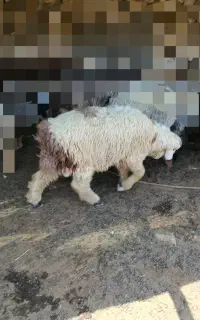بره کاوه
