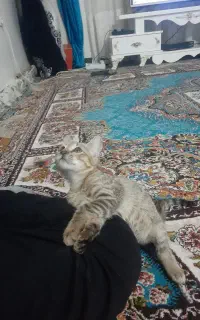 واگذاری گربه رایگان