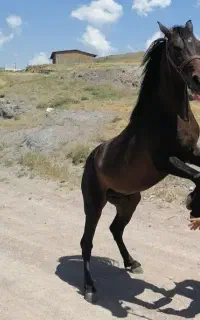 اسب نریان نژاد کرد ۷ساله