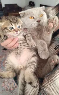 بچه گربه اسکاتیش بلو