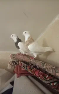 کفتر بوینی کلفه سرول نرو‌ماده