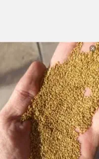 بذر یونجه ماران