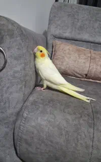 گمشده